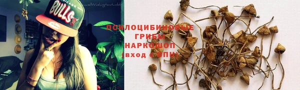 прущие грибы Надым